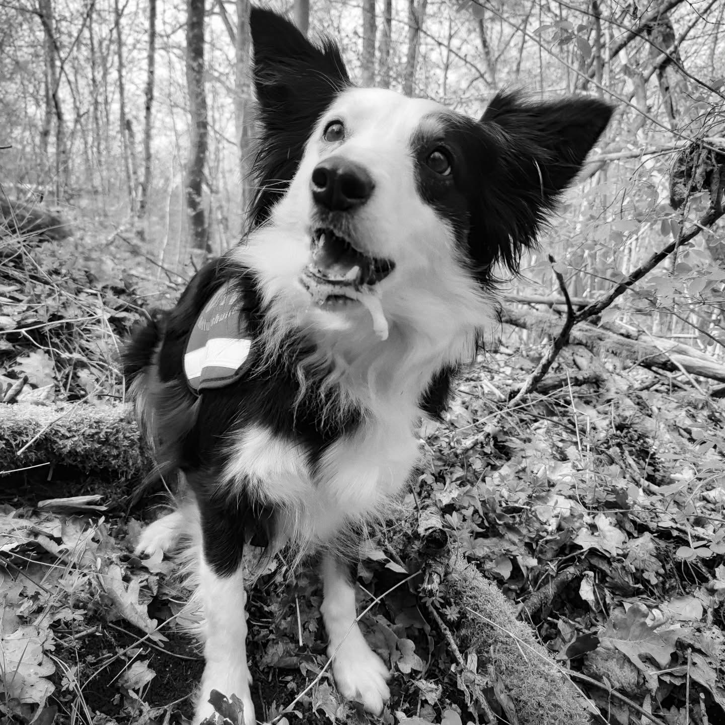 Der Teamdogshimmel hat einen neuen Stern ⭐