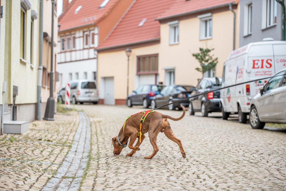 Rettungshundestaffel Teamdogs