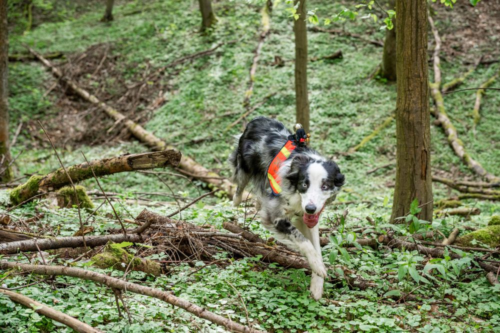 Rettungshund nimmt Geruch auf