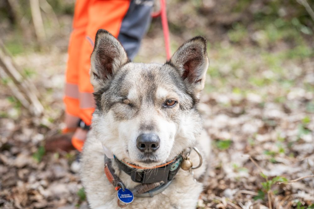 Rettungshundestaffel Teamdogs