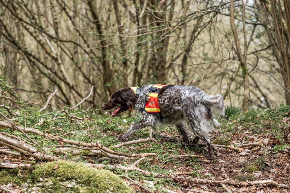 Mantrailing