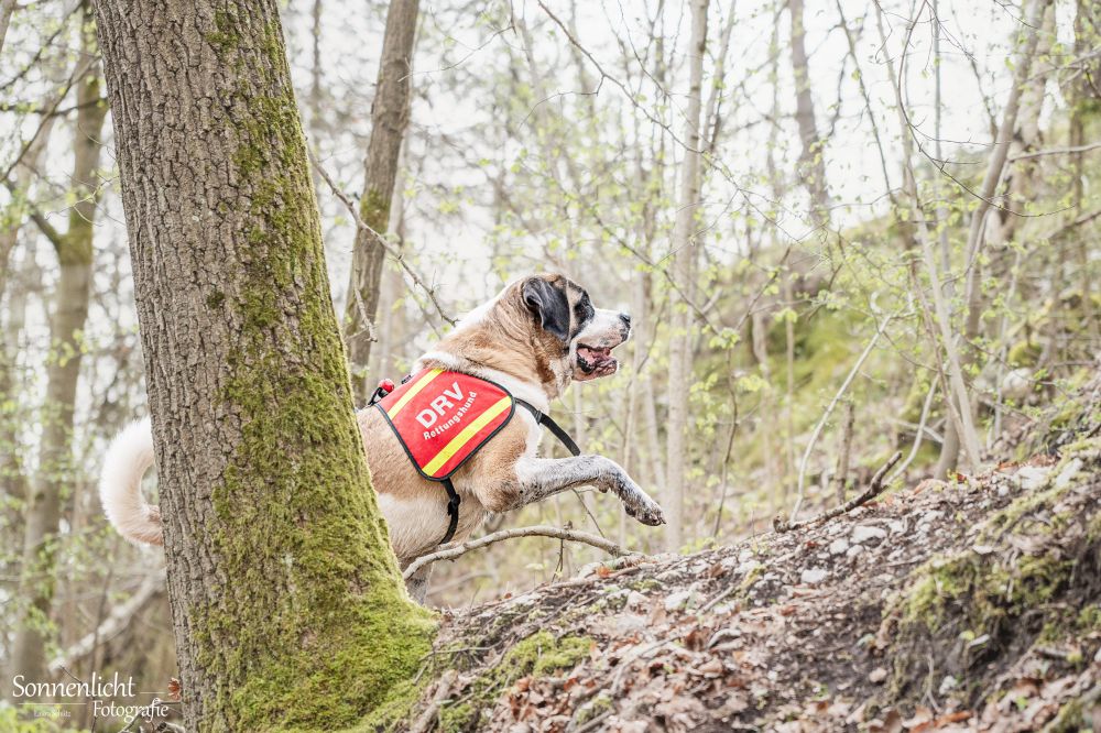 Rettungshundestaffel Teamdogs