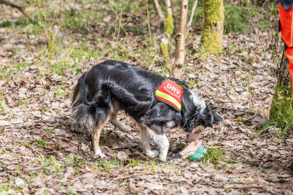 Übung mit Rettungshund