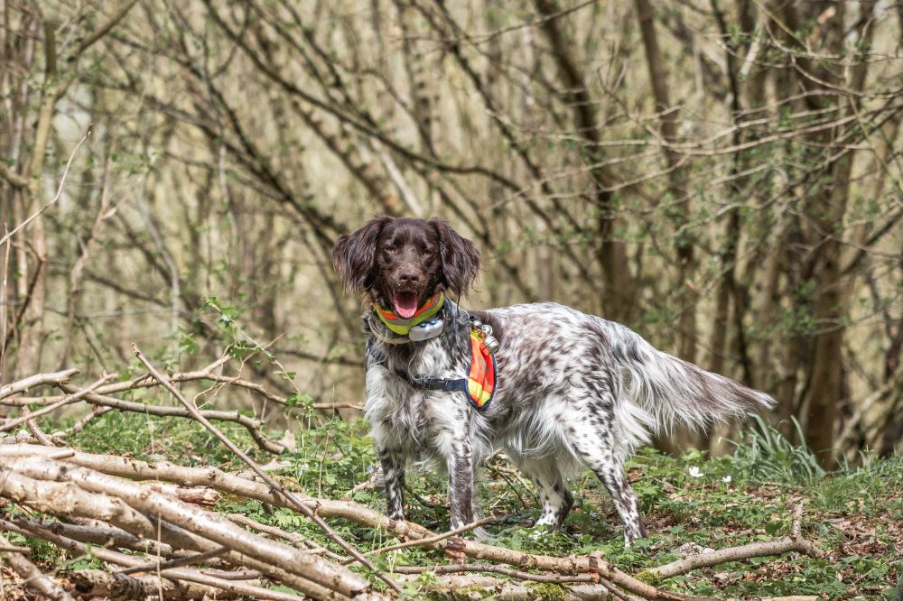 Rettungshundestaffel Teamdogs im Einsatz