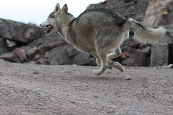 Rettungshundestaffel Teamdogs – Einsatz Haiti